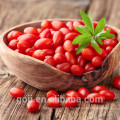 Großhandel getrocknete wilde Goji Berry Ningxia Bulk